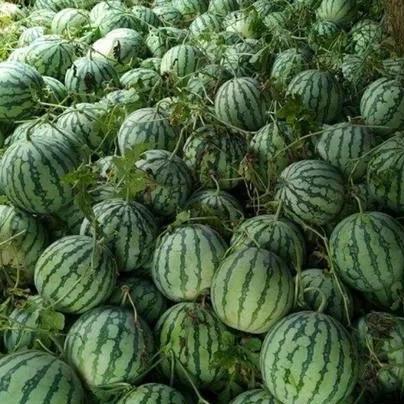 进口甜王西瓜种子，种植技术与市场展望