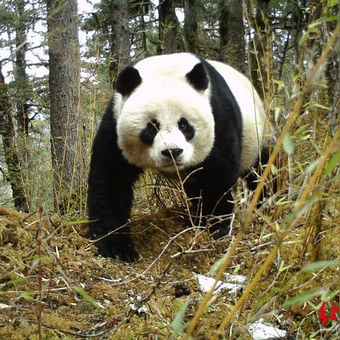 母狗发情视频观察与研究报告