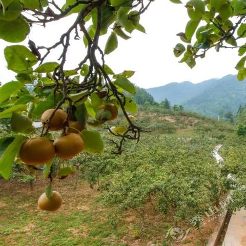 梨梨园春最新直播，戏曲之花绽放精彩